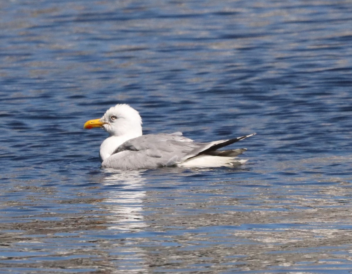 Gaviota Argéntea - ML620827845