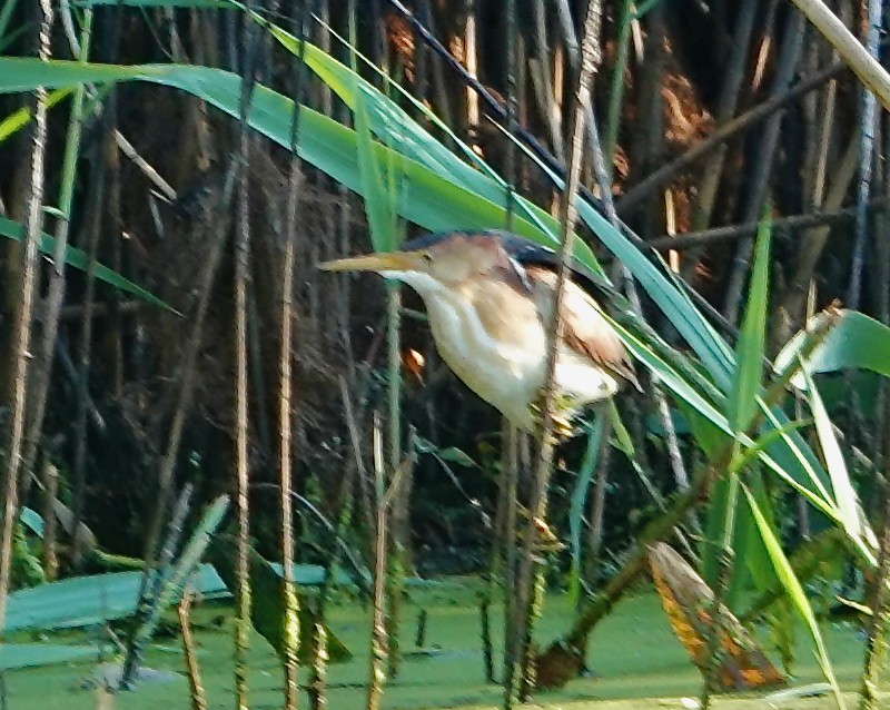 Least Bittern - ML620827848