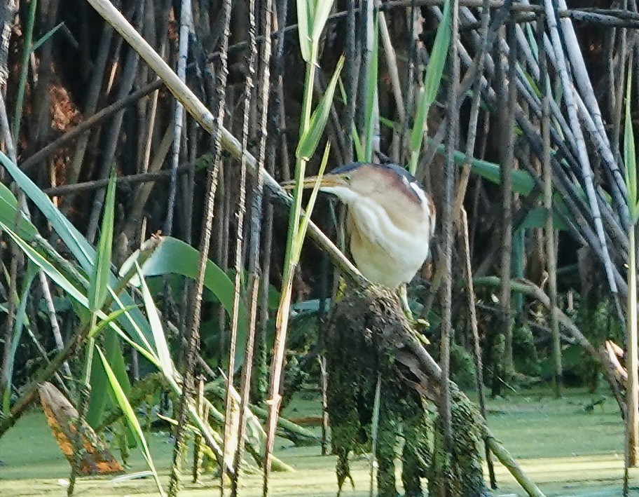 Least Bittern - ML620827849