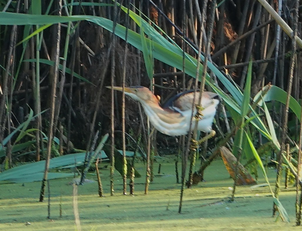 Least Bittern - ML620827850