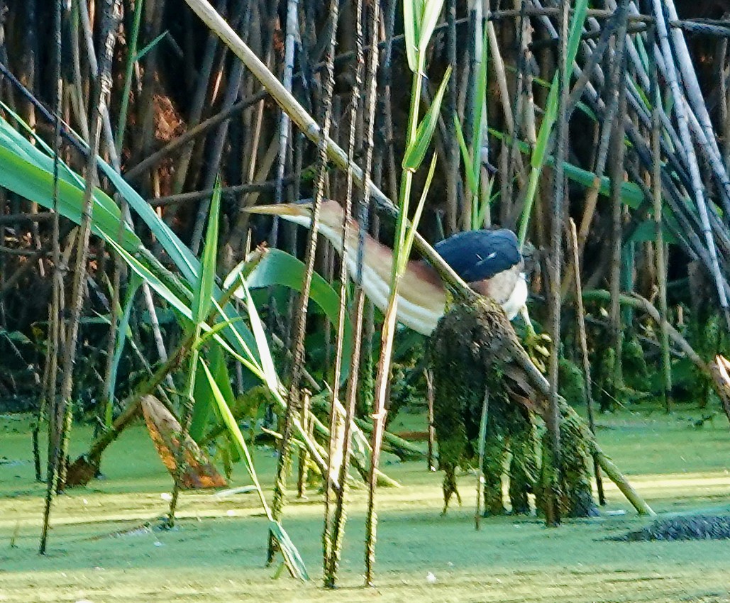 Least Bittern - ML620827851