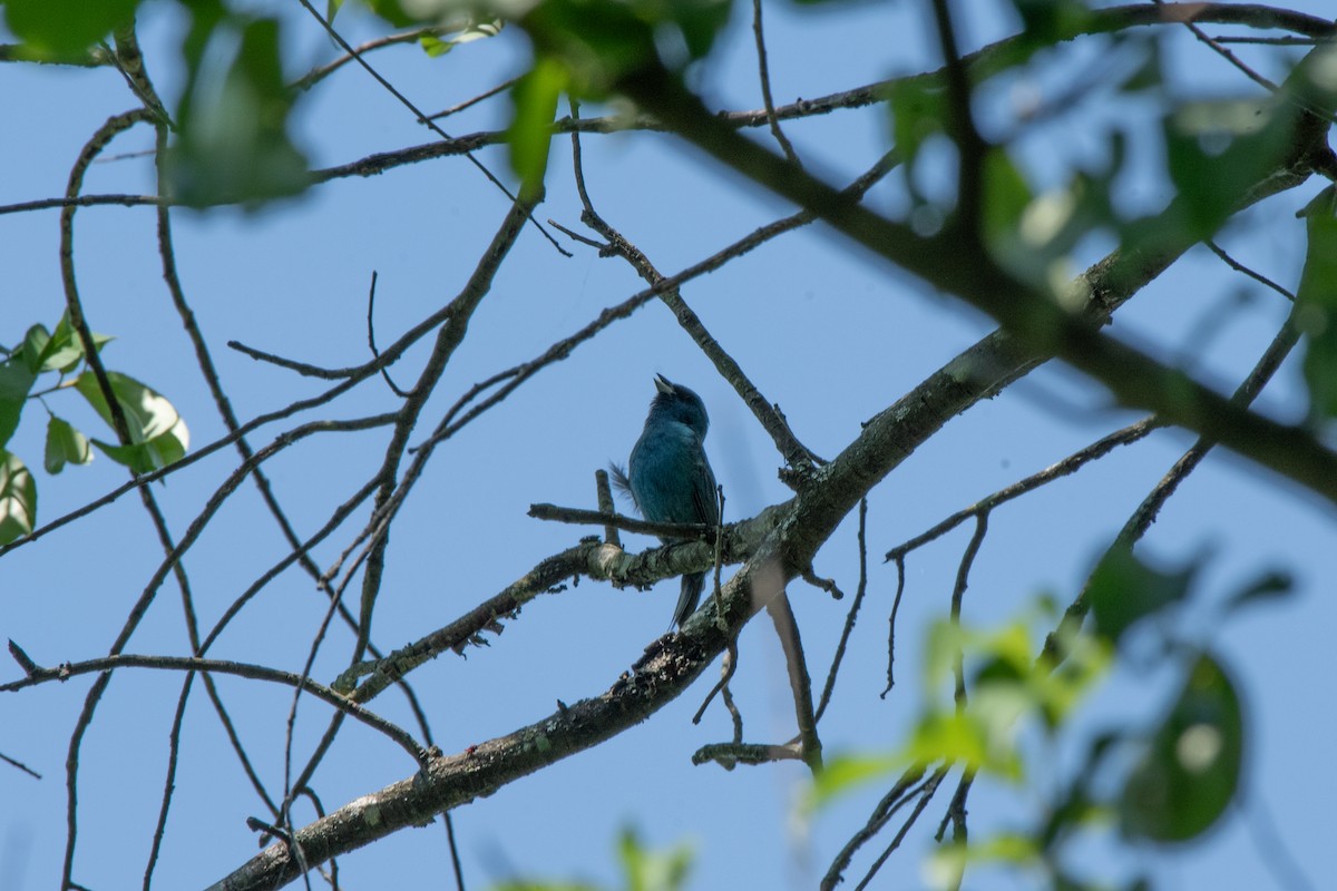 Indigo Bunting - ML620827852