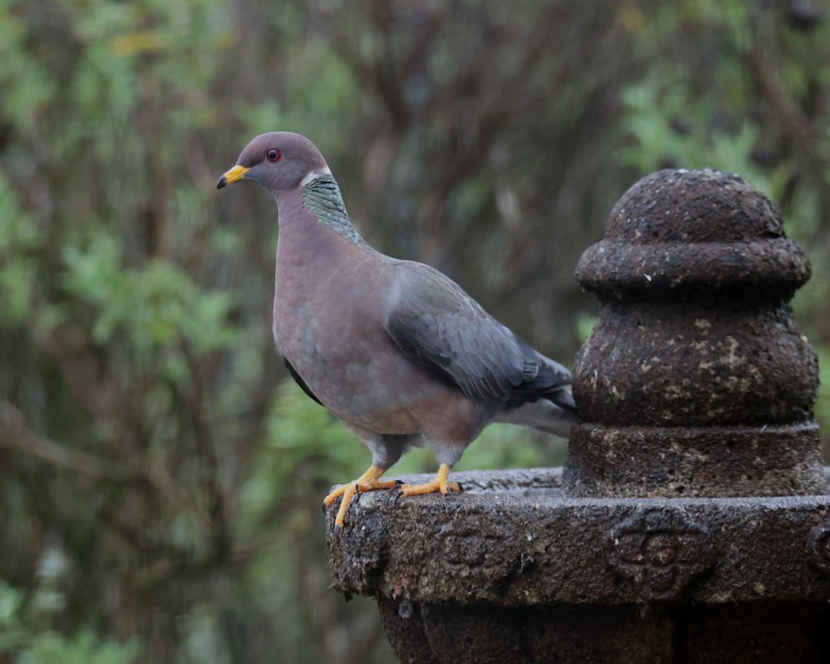 Band-tailed Pigeon - ML620827853