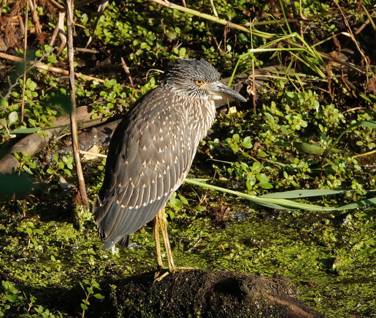 Black-crowned Night Heron - ML620827855