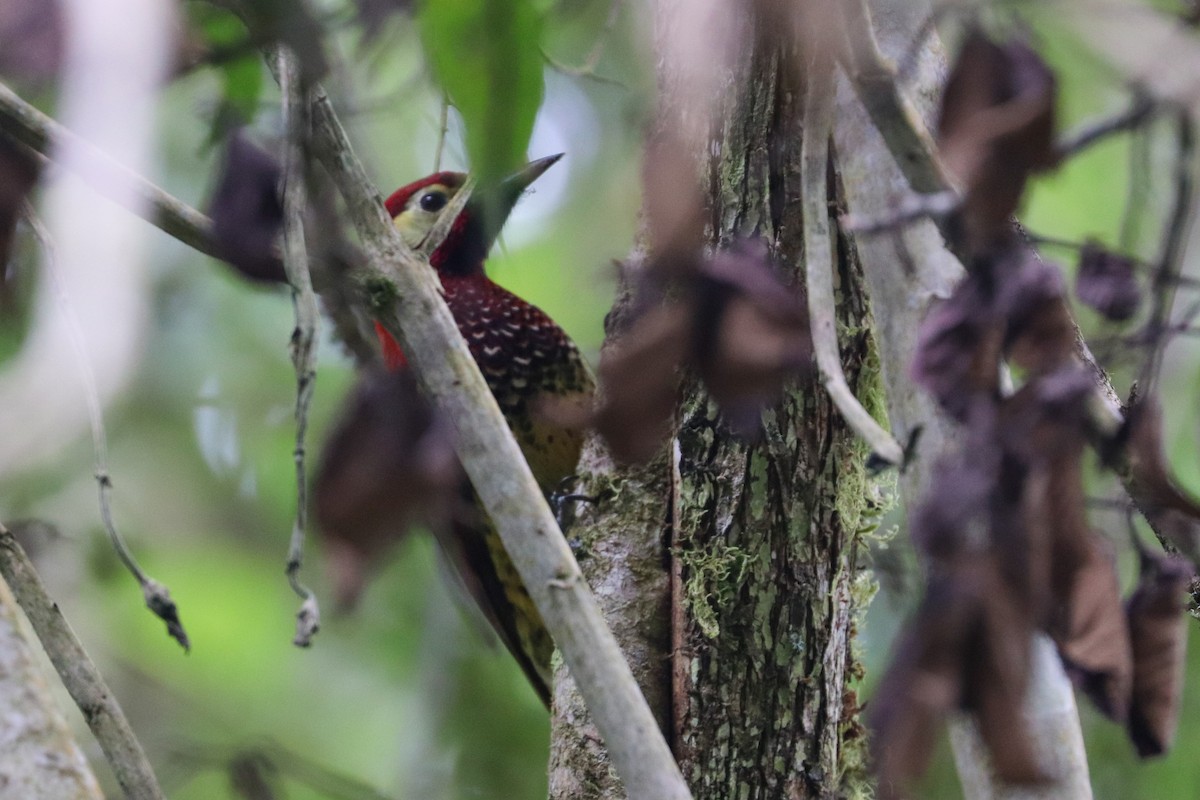 Crimson-mantled Woodpecker - ML620827858