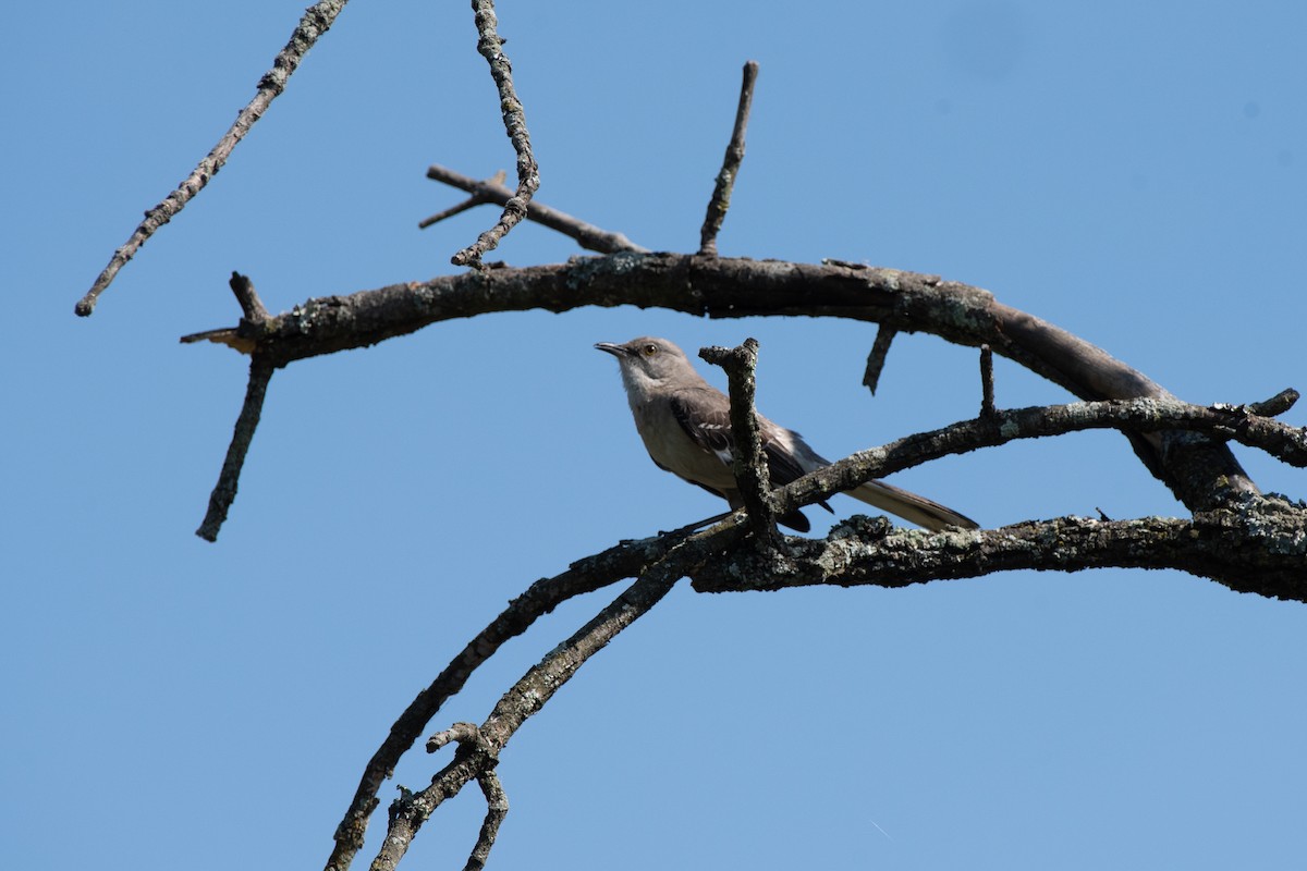 Northern Mockingbird - ML620827859