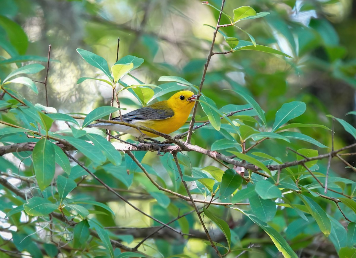 Prothonotary Warbler - ML620827860