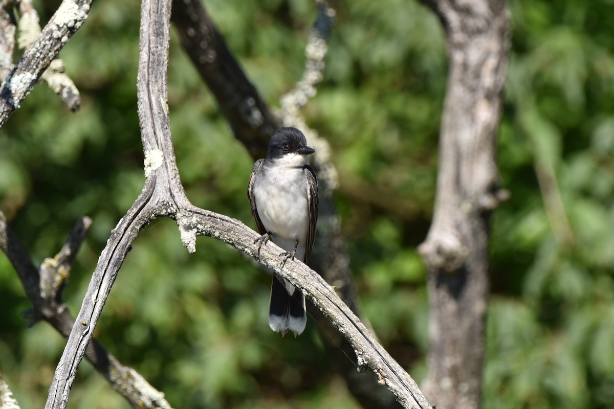 Eastern Kingbird - ML620827869