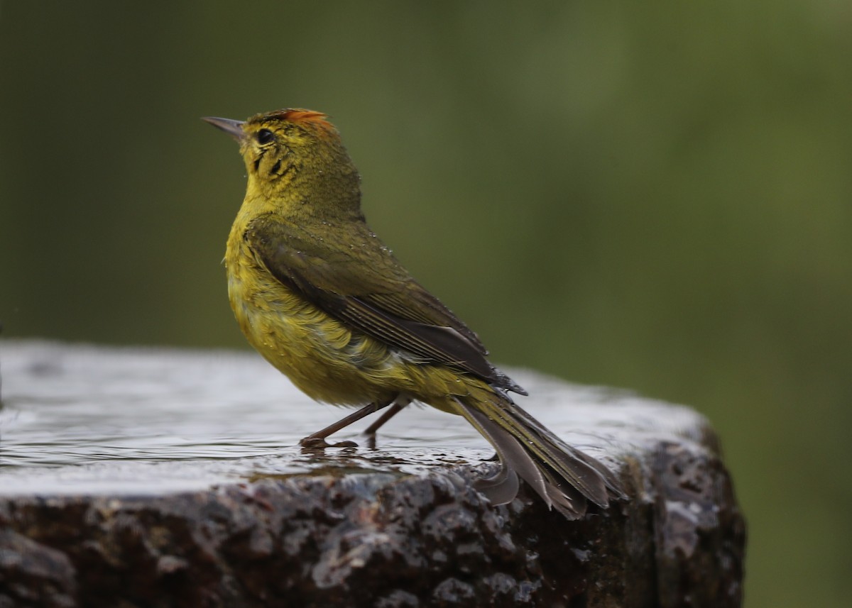 Orange-crowned Warbler - ML620827889