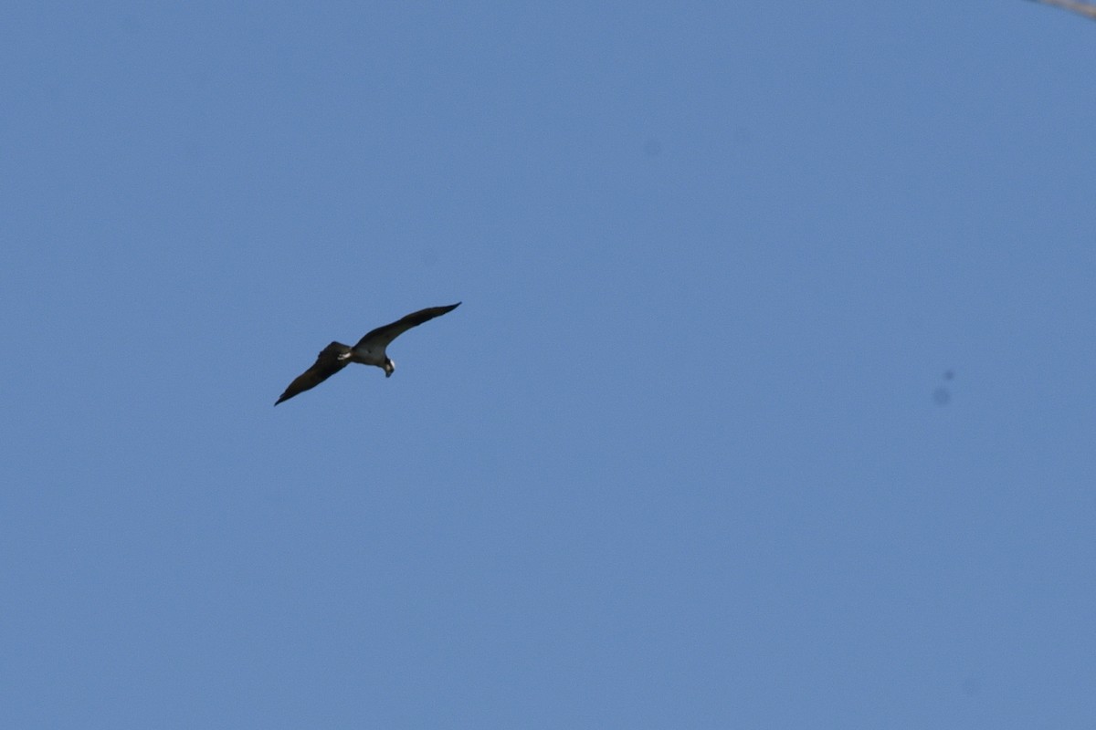 Balbuzard pêcheur (carolinensis) - ML620827892