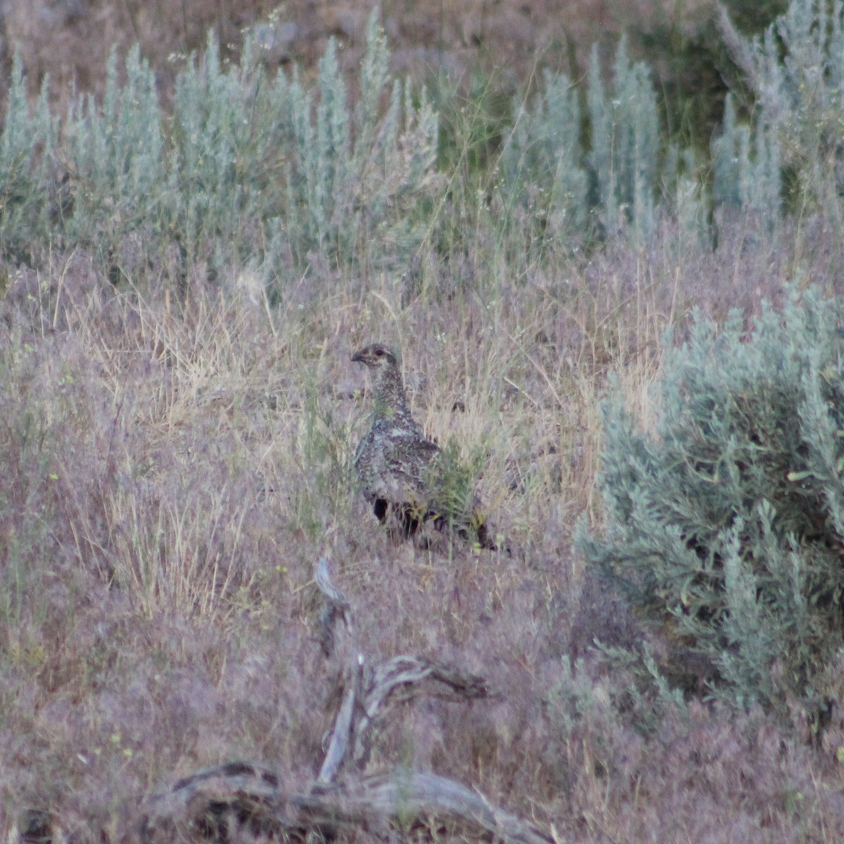 Greater Sage-Grouse - ML620827899