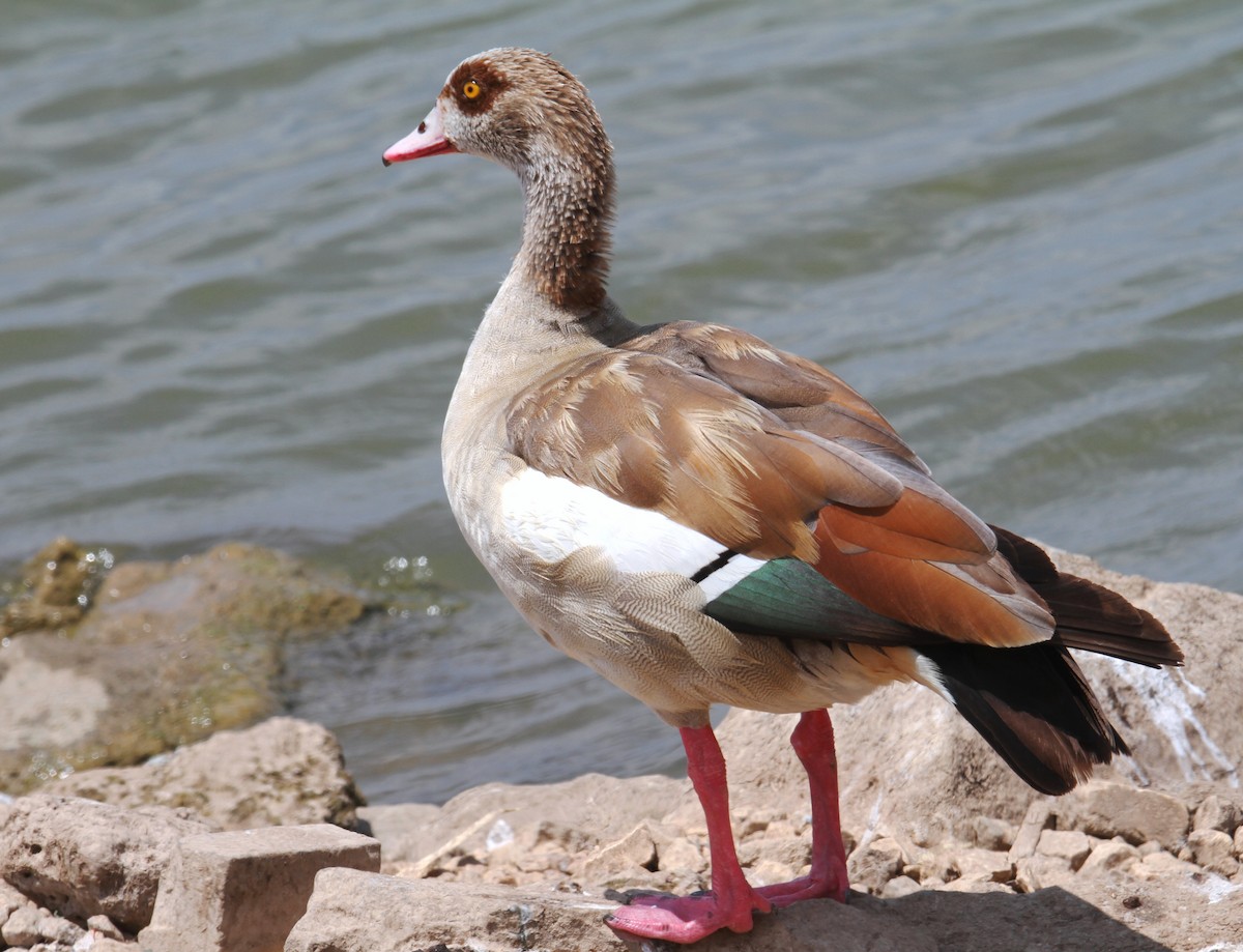 Egyptian Goose - ML620827901