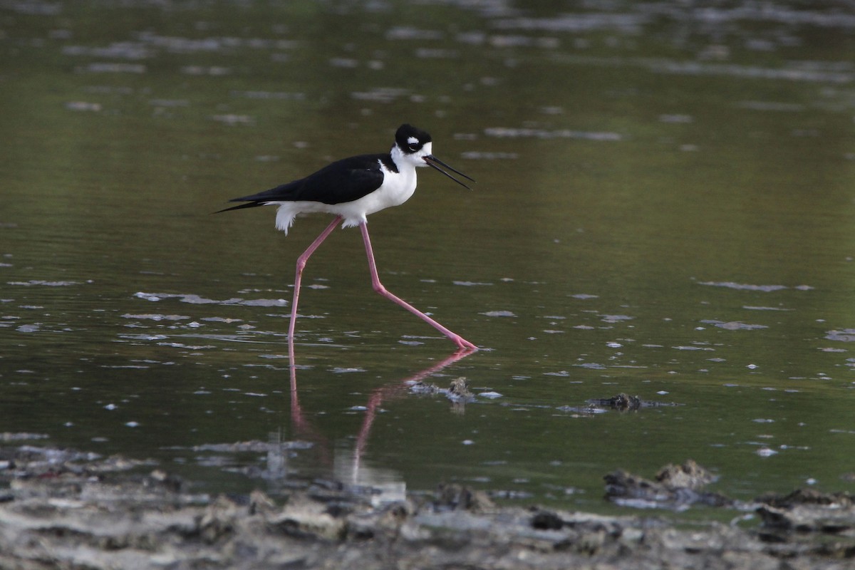 Black-necked Stilt - ML620827904