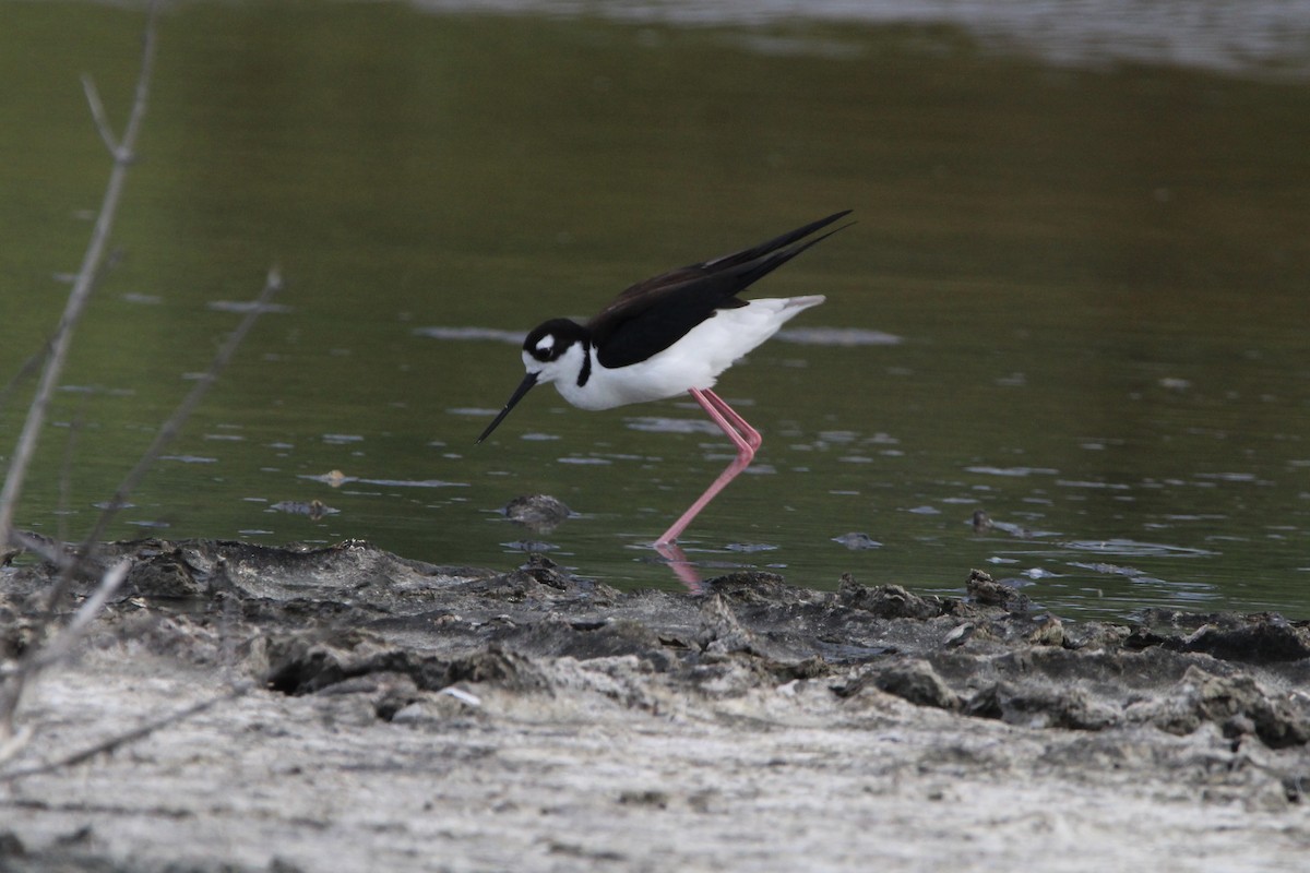 Black-necked Stilt - ML620827905