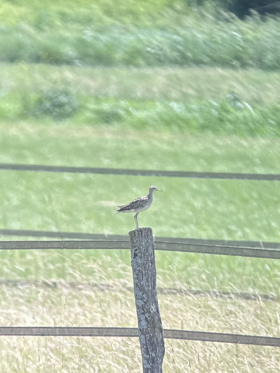 Upland Sandpiper - Cheyenne Lee