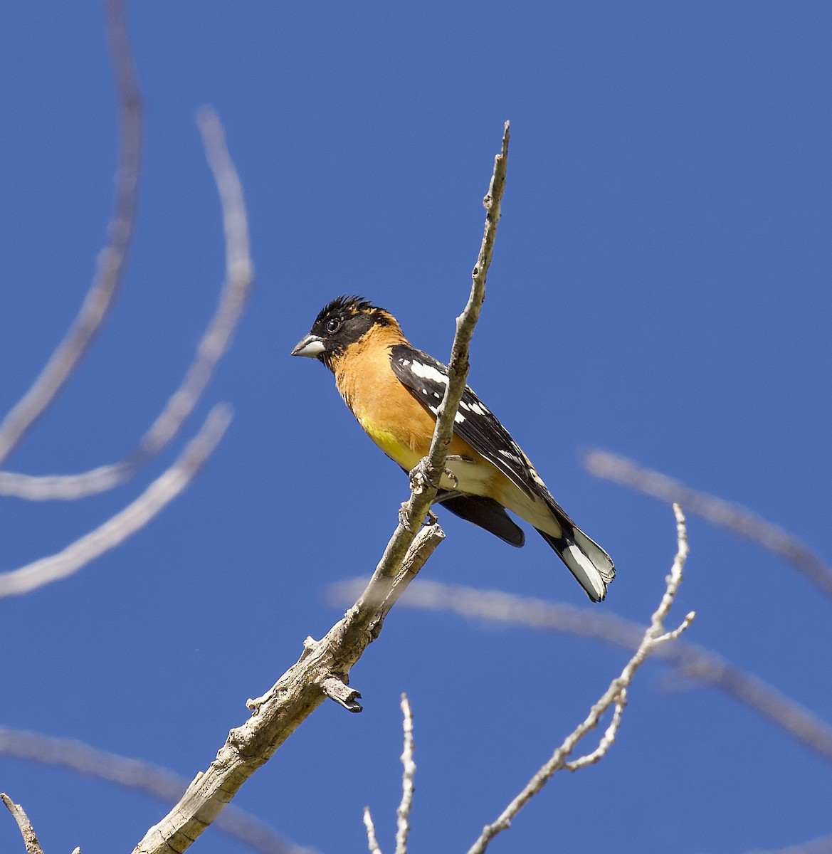 Black-headed Grosbeak - ML620827913