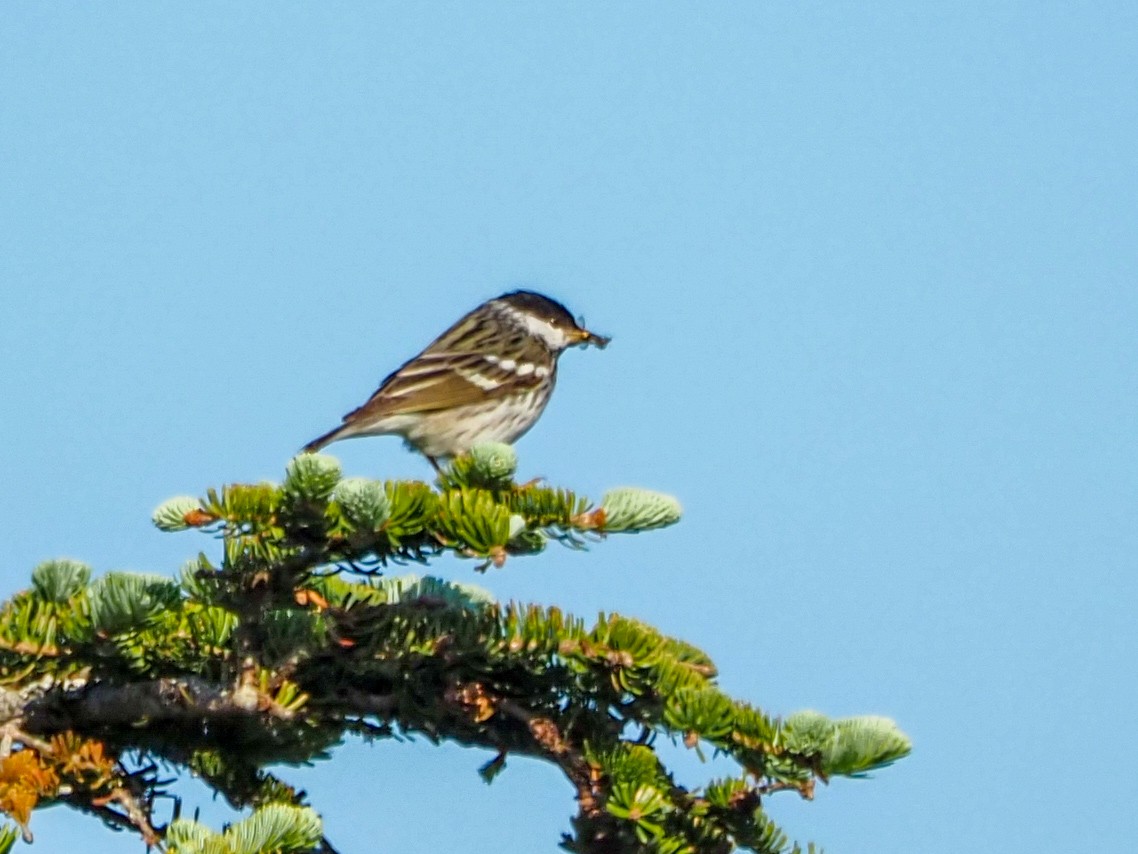 Paruline rayée - ML620827914