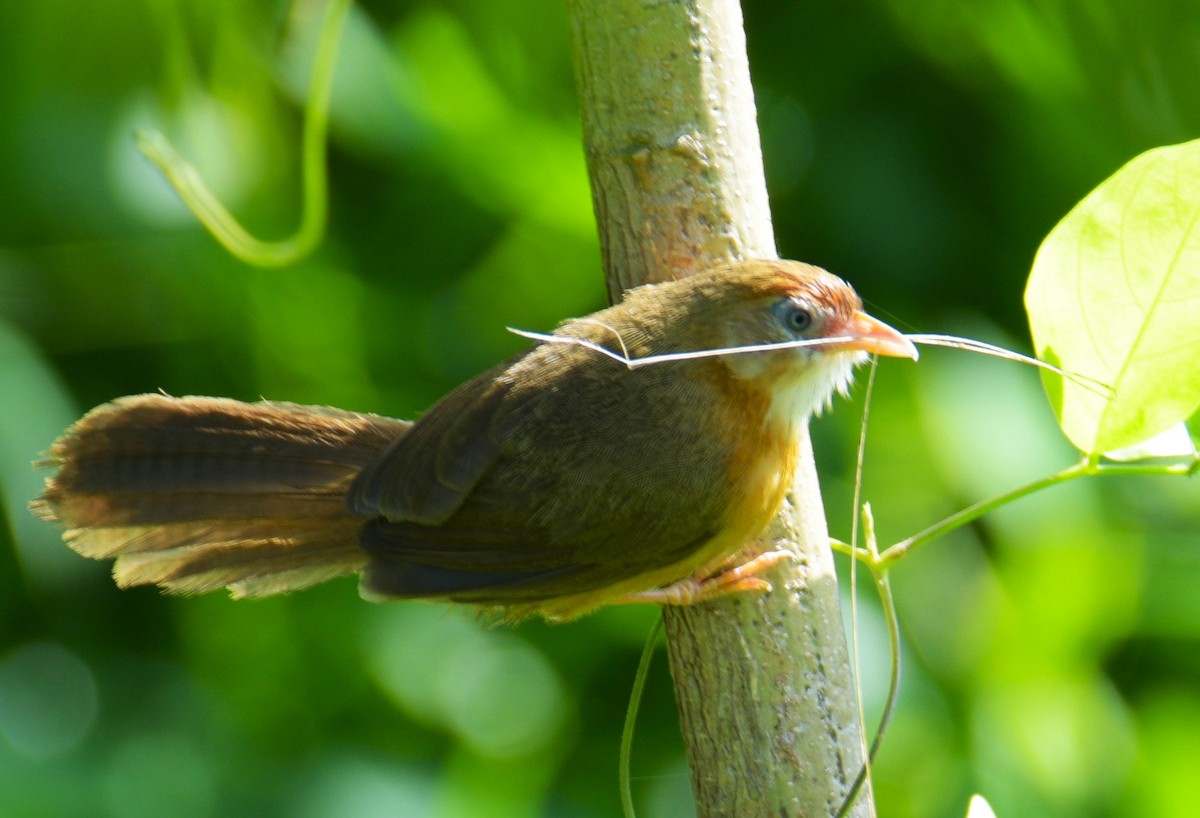 Tawny-bellied Babbler - ML620827920