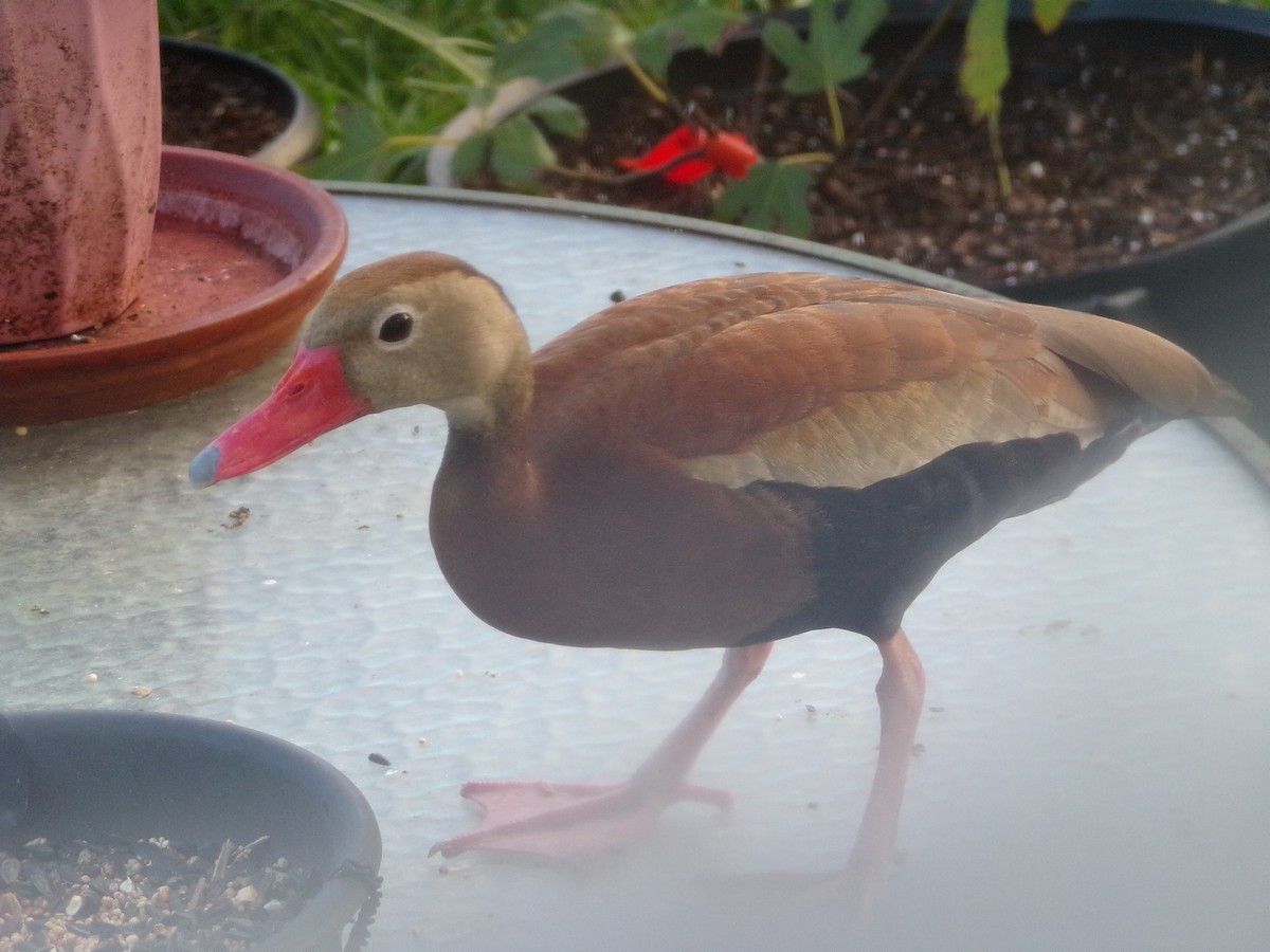 Black-bellied Whistling-Duck - Texas Bird Family