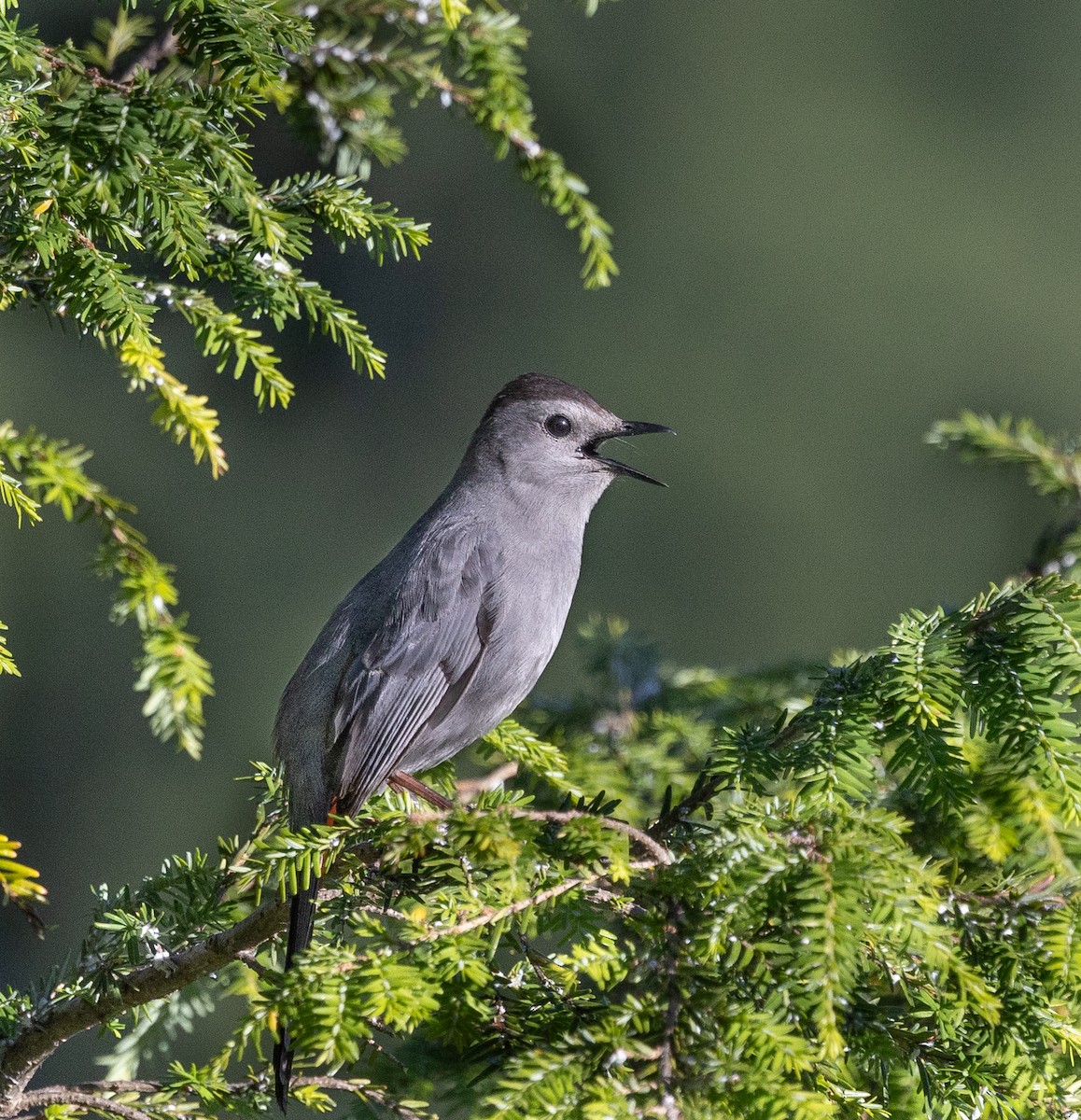 Gray Catbird - ML620827929