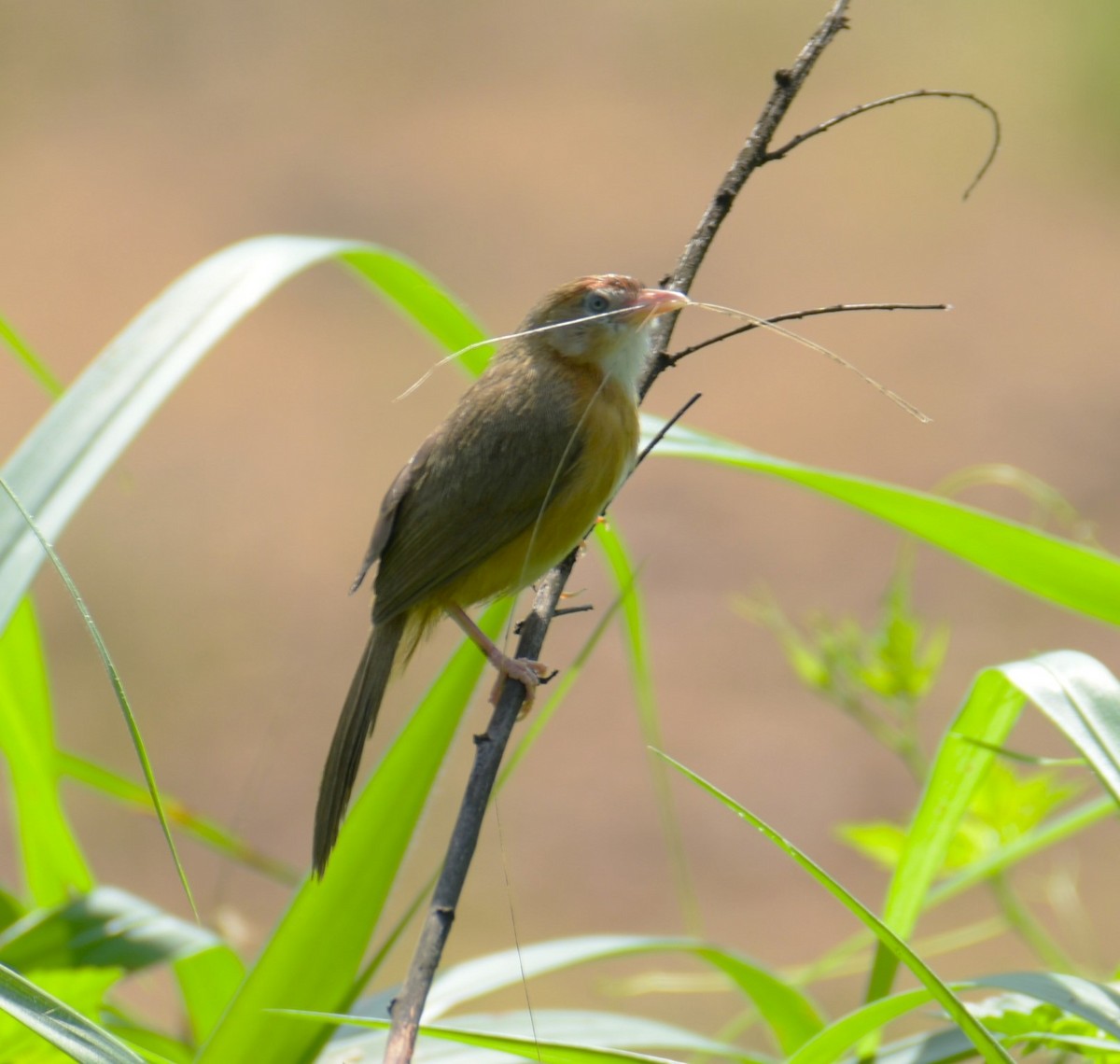 Tawny-bellied Babbler - ML620827931