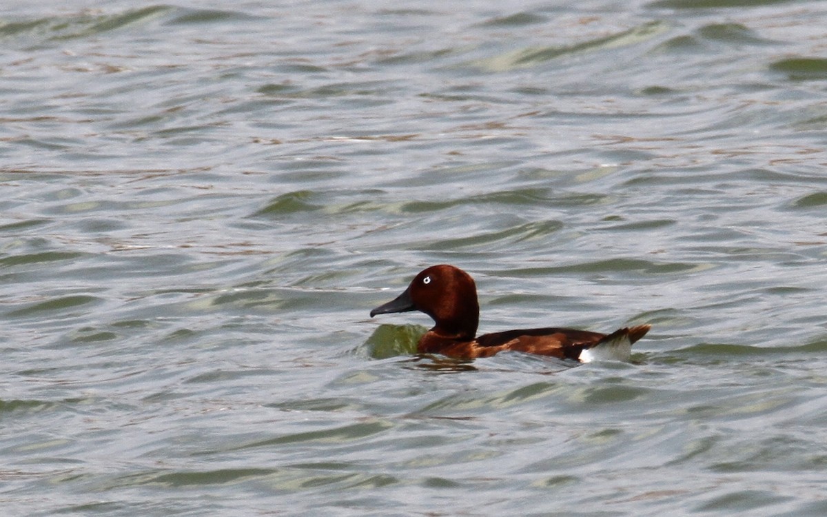 Ferruginous Duck - ML620827935