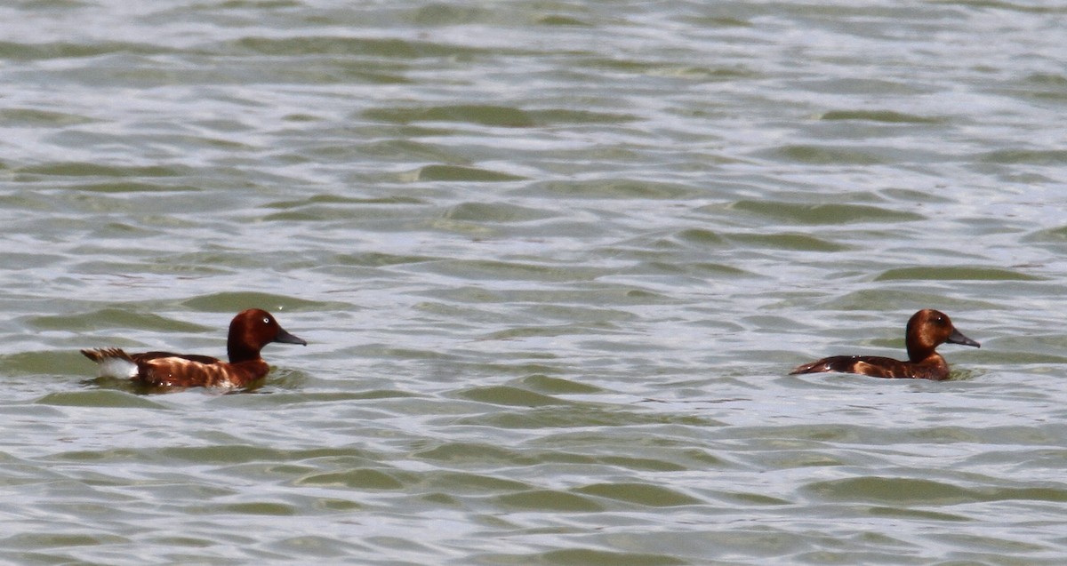 Ferruginous Duck - ML620827936