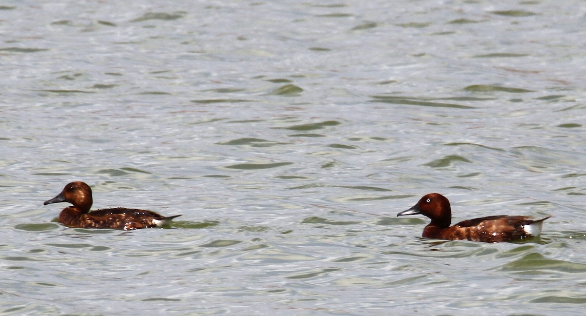 Ferruginous Duck - ML620827938