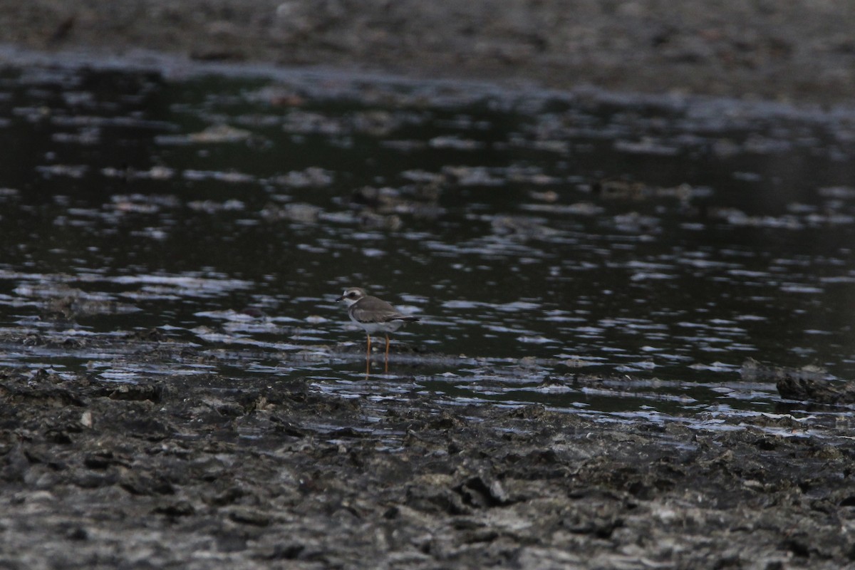 Semipalmated Plover - ML620827939