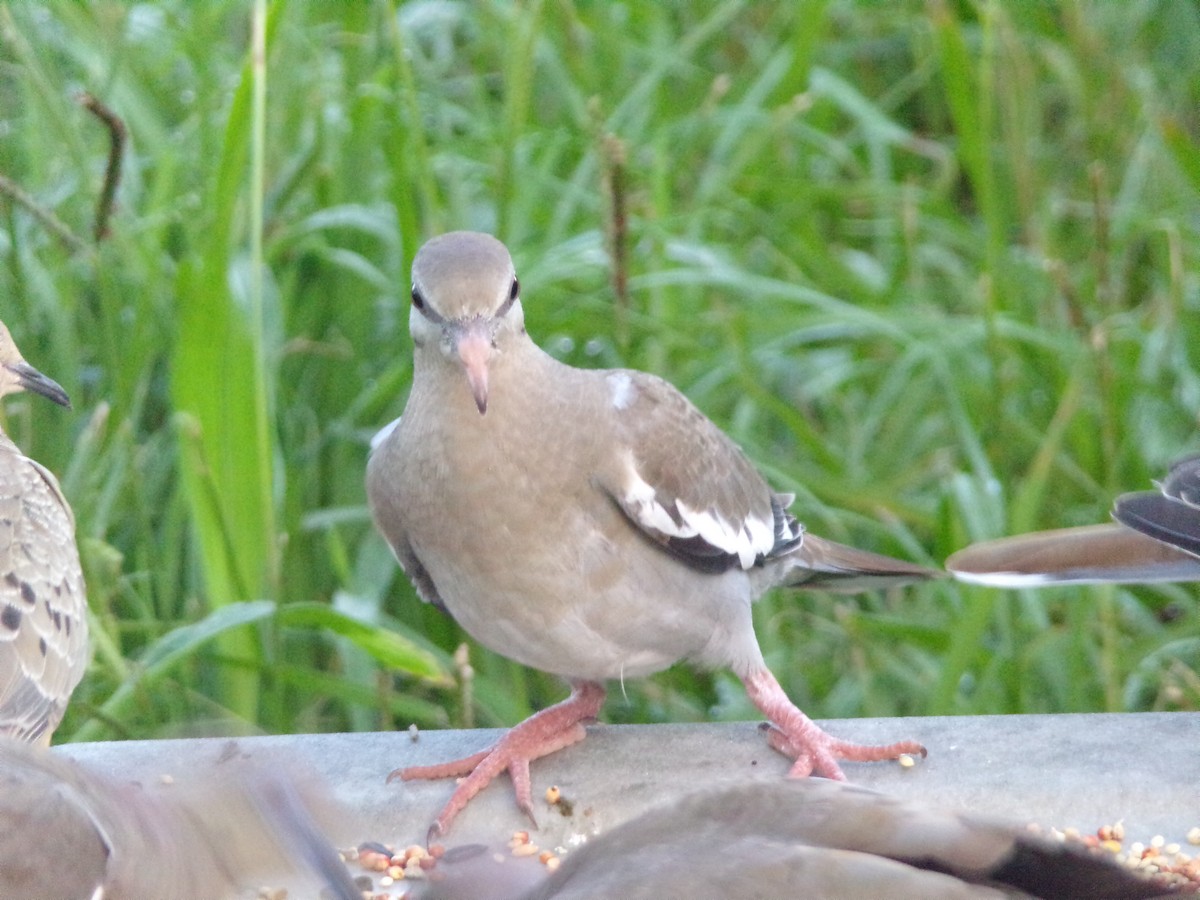 White-winged Dove - Texas Bird Family