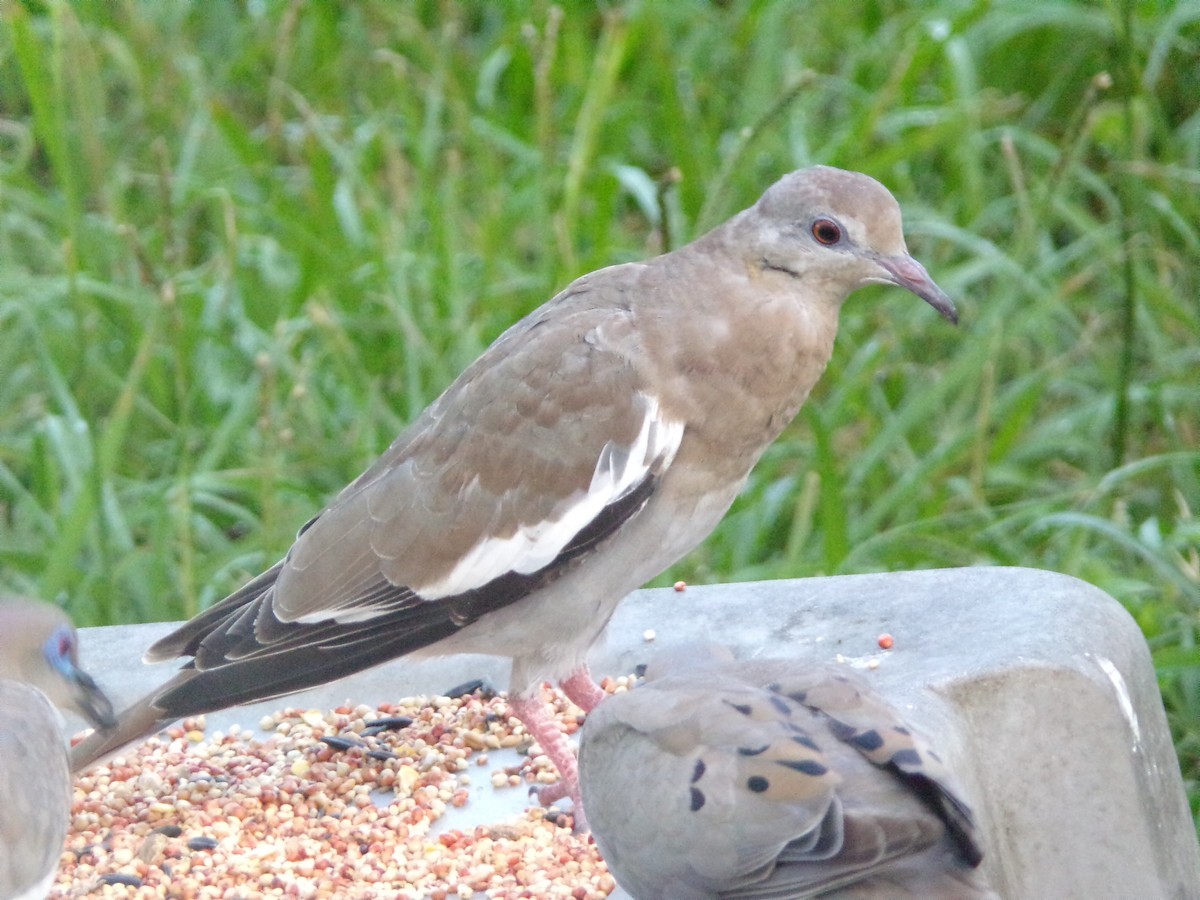 White-winged Dove - ML620827941