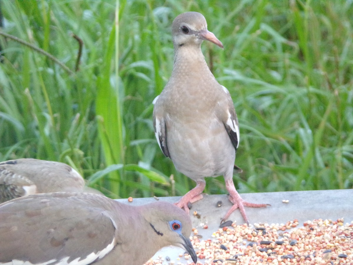 White-winged Dove - ML620827942