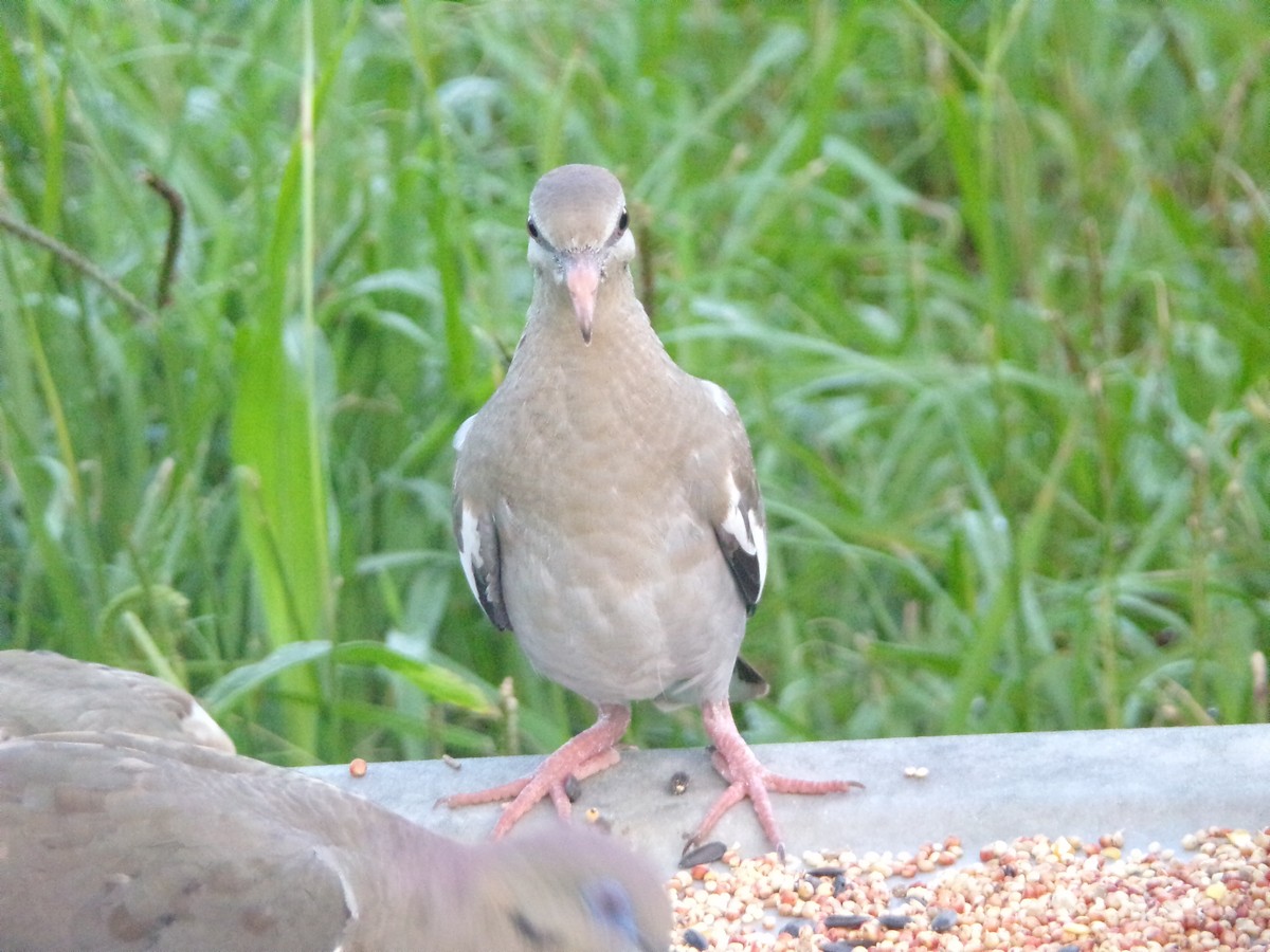 White-winged Dove - ML620827945