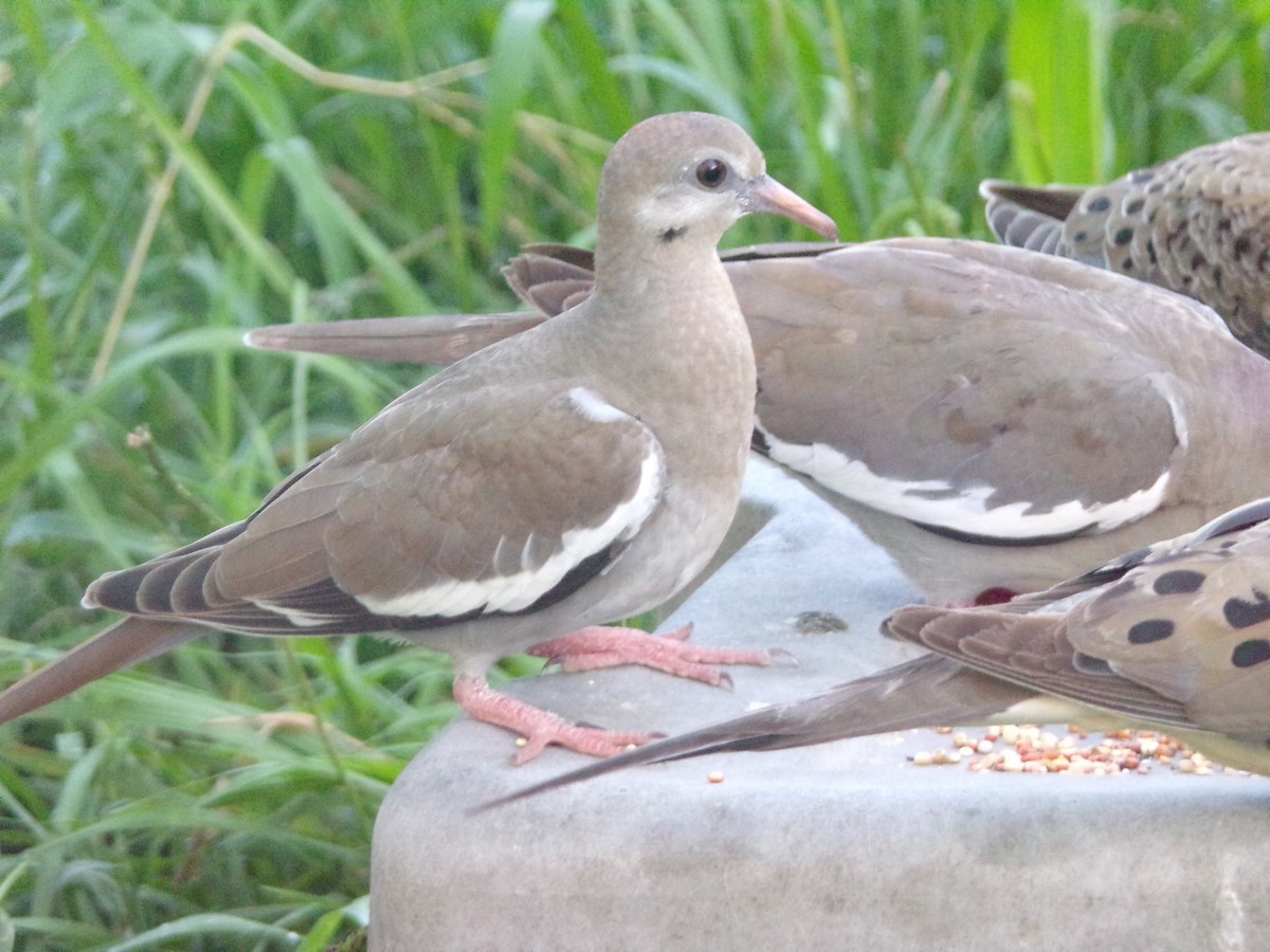 White-winged Dove - ML620827950