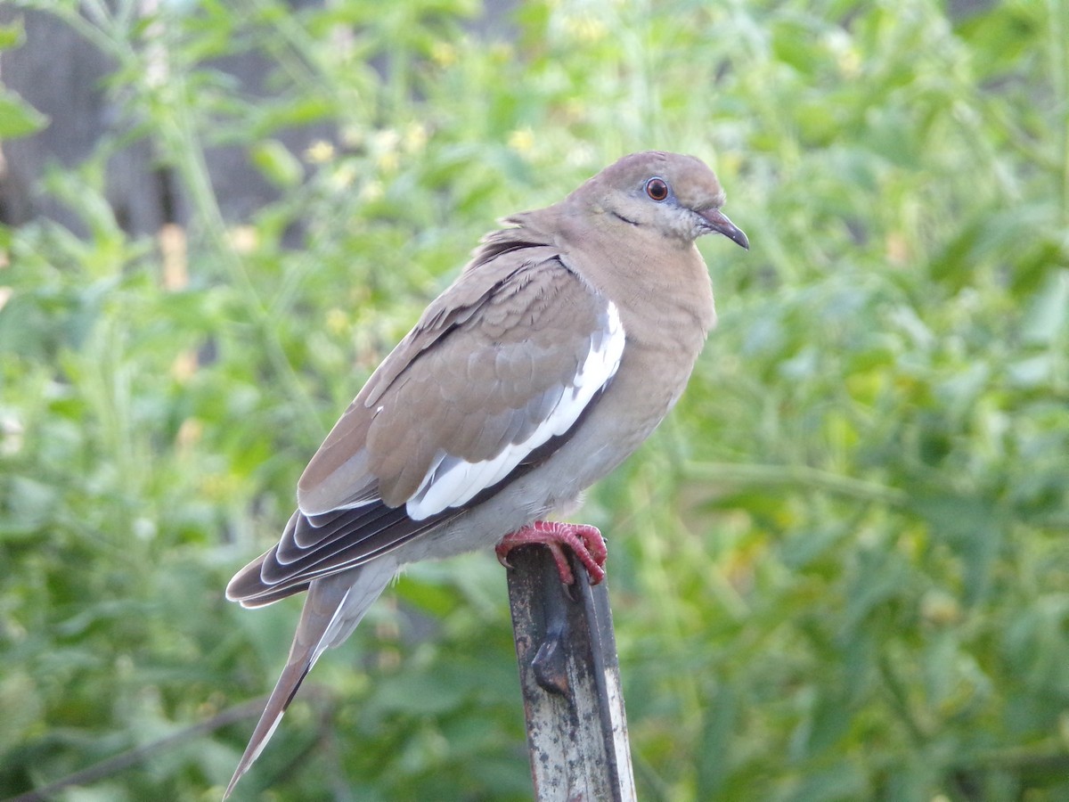 White-winged Dove - ML620827951