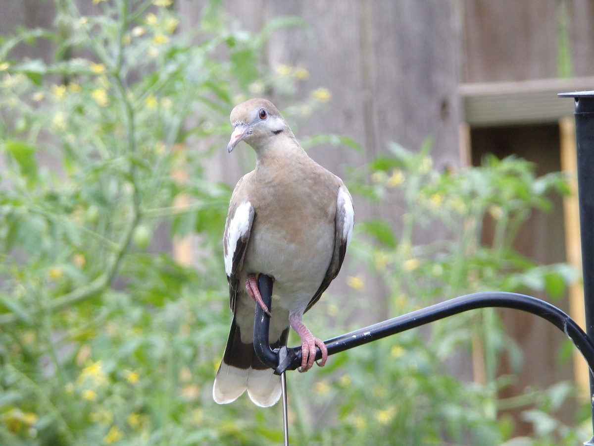 White-winged Dove - ML620827954