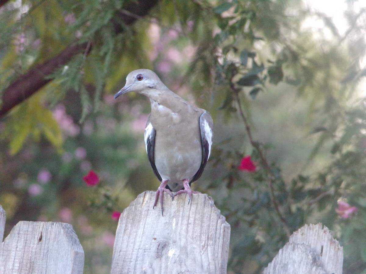 White-winged Dove - ML620827956