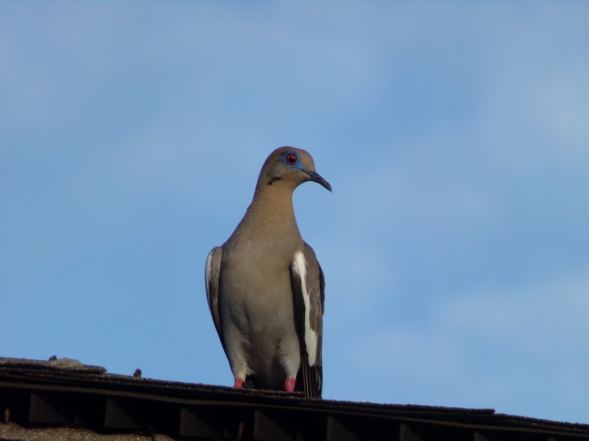 White-winged Dove - ML620827958