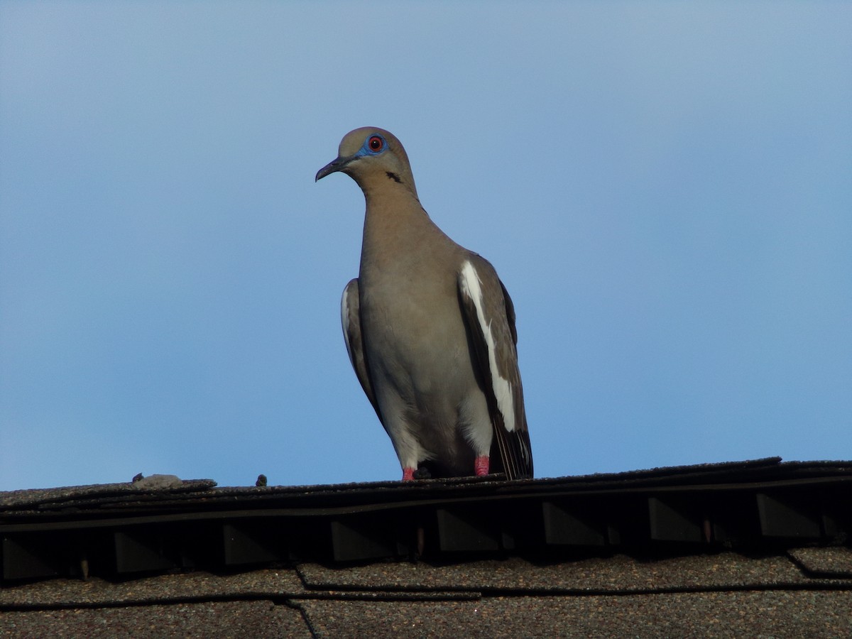 White-winged Dove - ML620827959