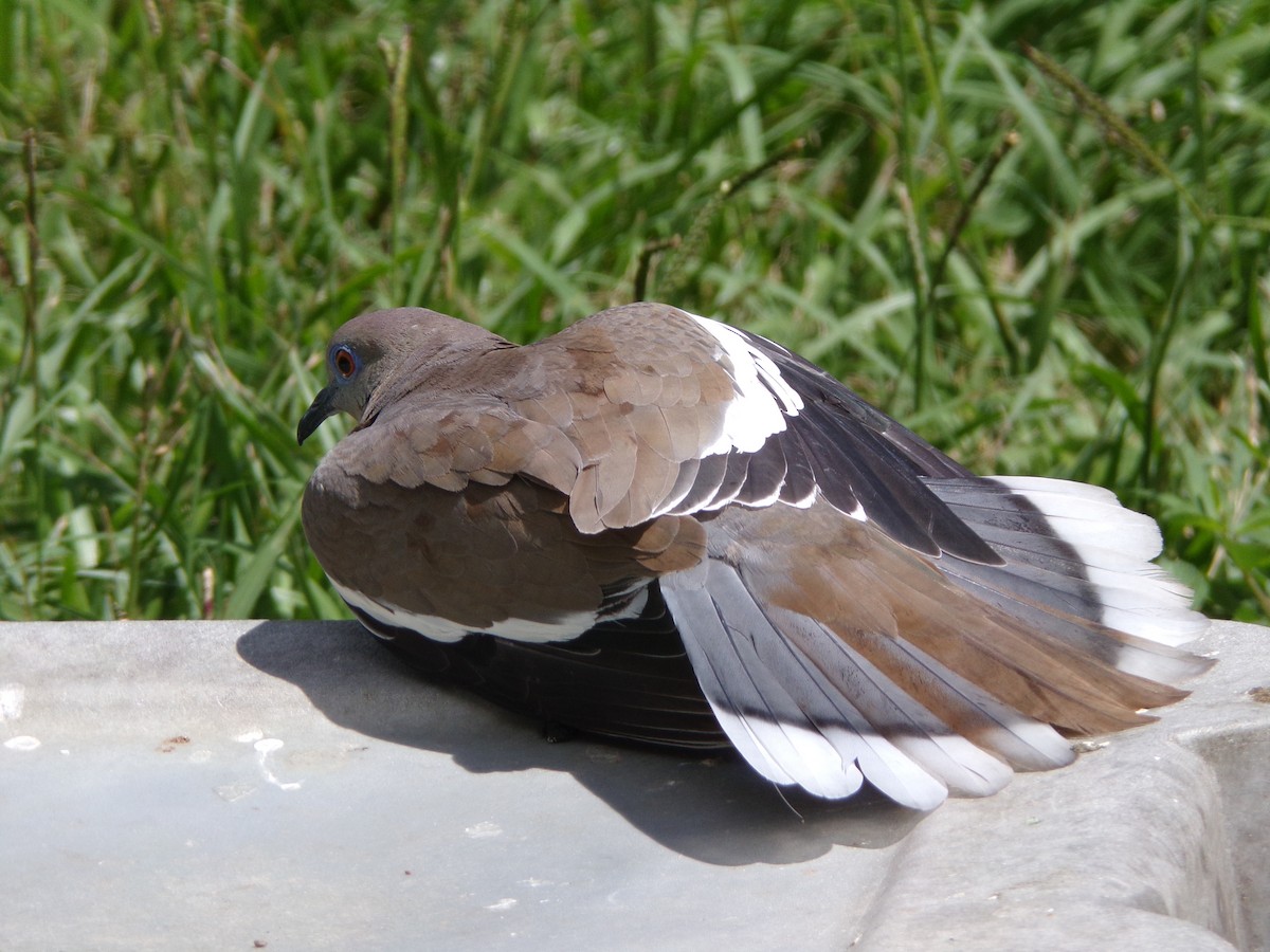 White-winged Dove - ML620827960