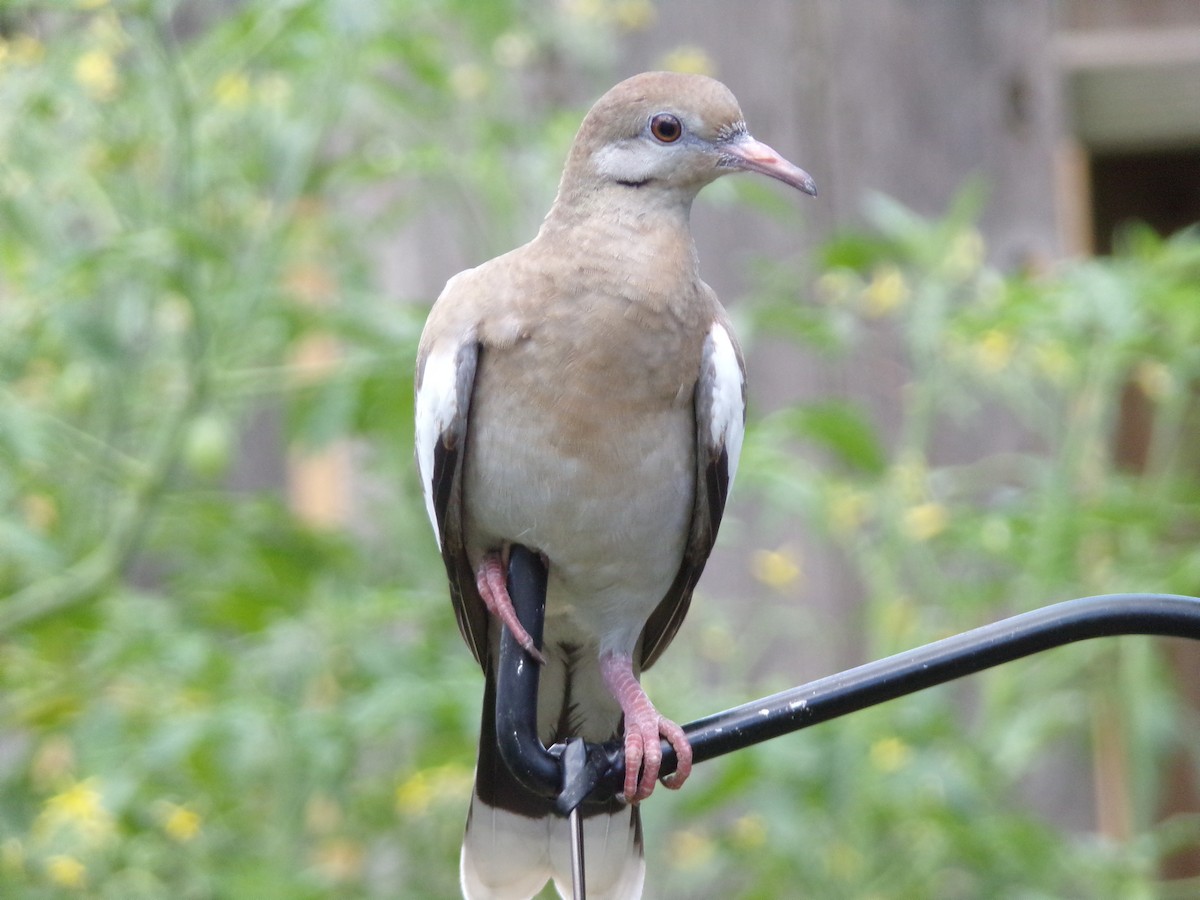 White-winged Dove - ML620827961