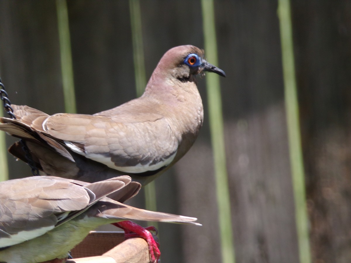 White-winged Dove - ML620827962