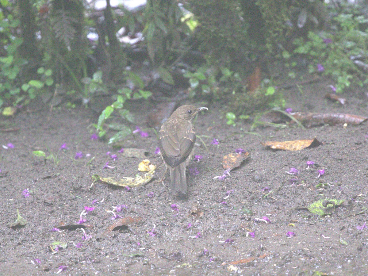 Black-billed Thrush (Amazonian) - ML620827970