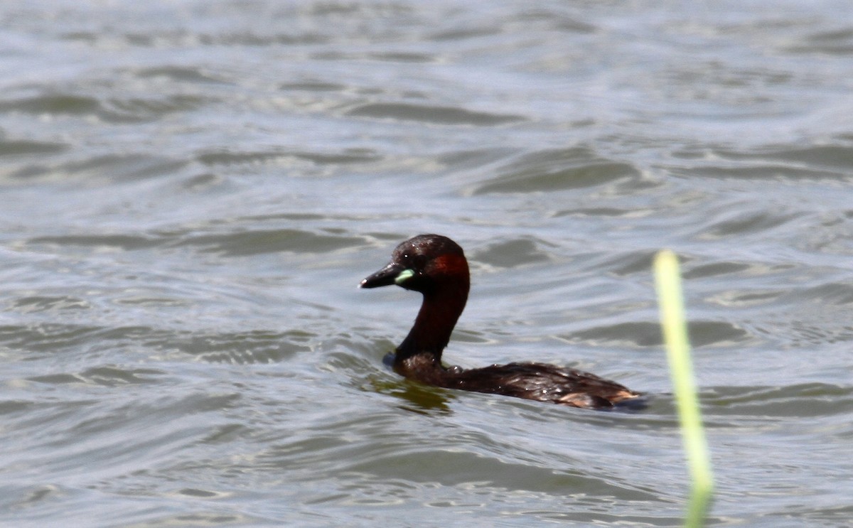 Little Grebe - ML620827971