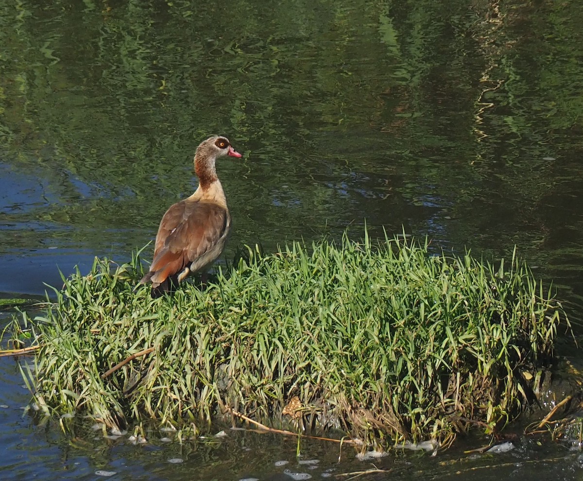 Egyptian Goose - ML620827973