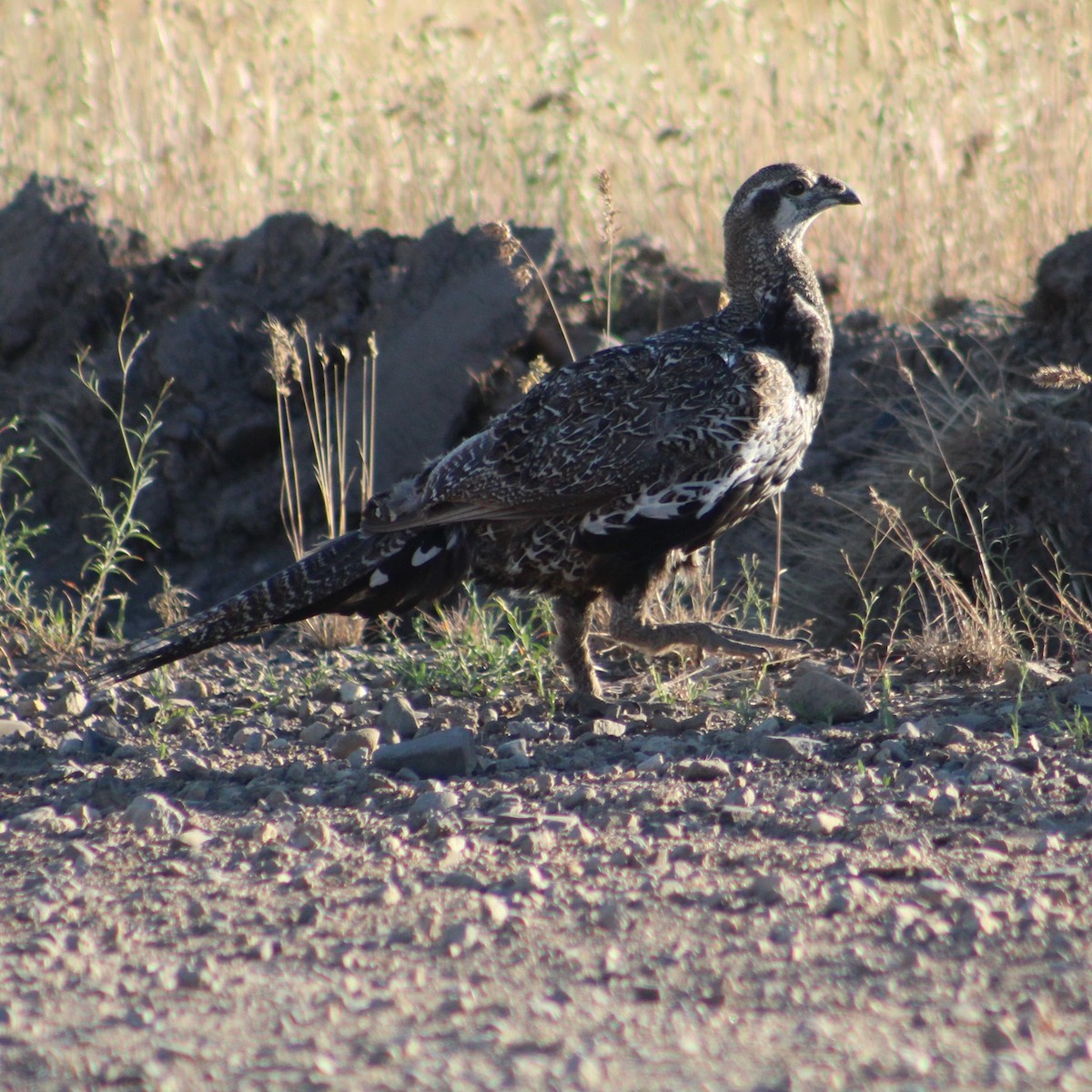 Greater Sage-Grouse - ML620827977