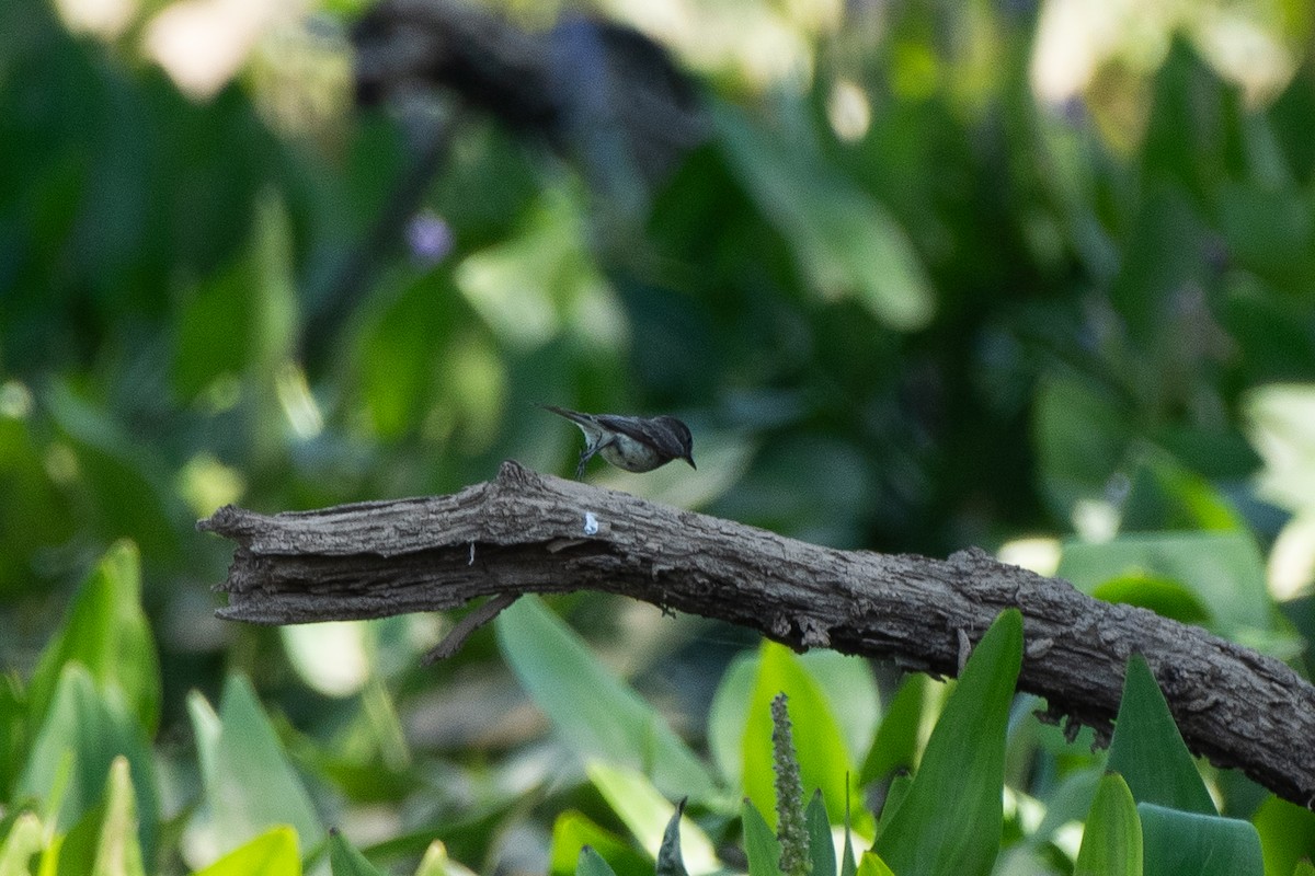 Acadian Flycatcher - ML620827978