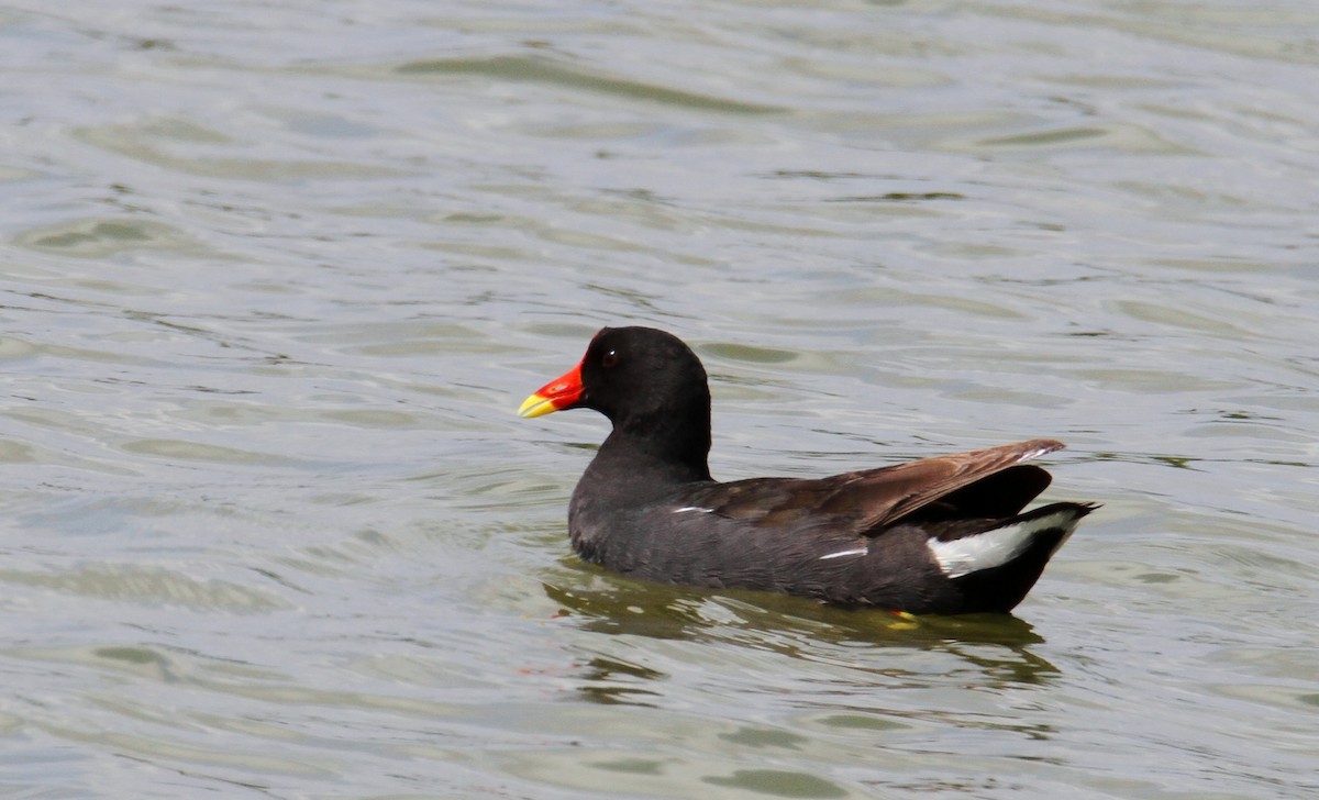 Eurasian Moorhen - ML620827979