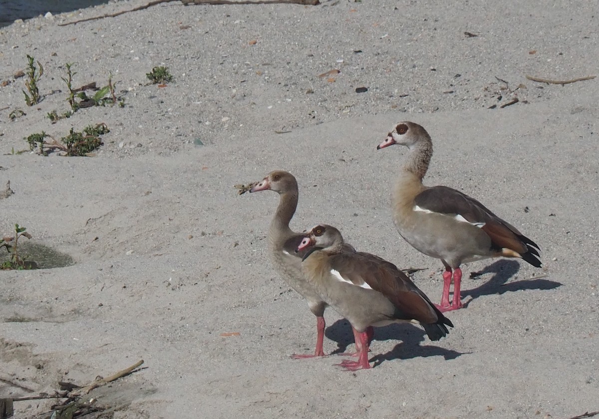 Egyptian Goose - ML620827982