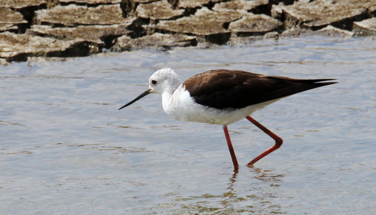 Black-winged Stilt - ML620827983